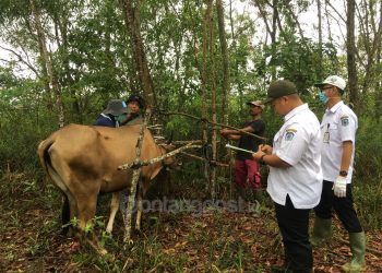 60 Ekor Sapi di Bontang Terima Vaksin PMK