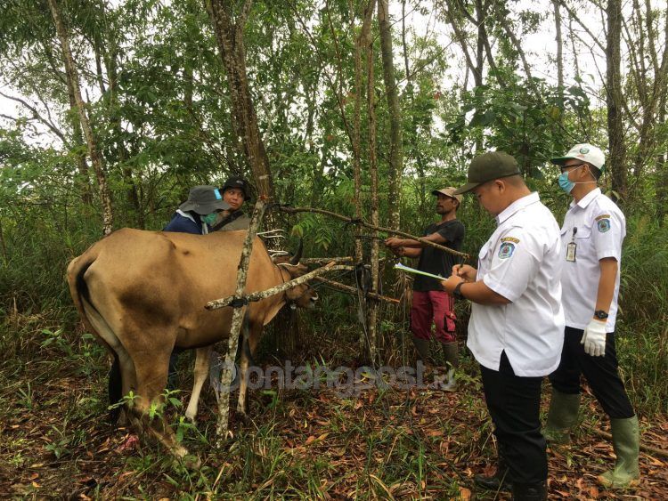 Vaksin PMK di Kelurahan Guntung. (Lutfi)