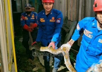 Ular Piton 3 Meter Masuk Permukiman, Mangsa Ayam Ternak Warga Berbas Pantai