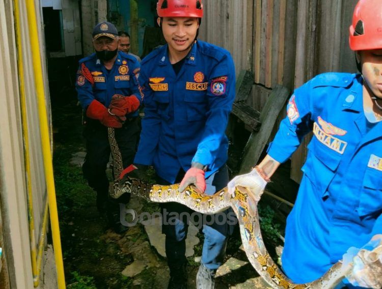 Disdamkartan Bontang evakuasi ular 3 meter di Berbas Pantai