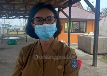 Tiga Kerbau di Bontang Terinfeksi PMK