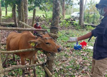 277 Ekor Hewan Ternak di Bontang Divaksin PMK