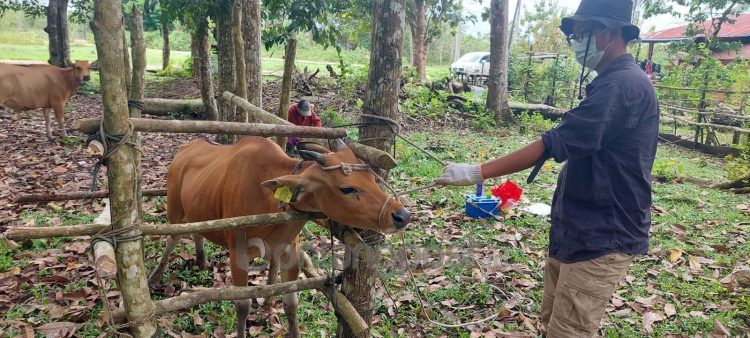 Hewan ternak di Bontang mulai diberi vaksin PMK sejak September lalu (Lutfi Rahmatunnisa'/bontangpost.id)