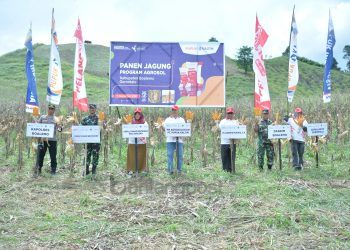 Pupuk Kaltim berhasil meningkatkan kapasitas pertanian masyarakat, khususnya komoditas jagung di Desa Kota Raja Kecamatan Dulupi, Kabupaten Boalemo Provinsi Gorontalo