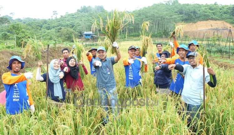Pendampingan budidaya sawah surjan yang digagas Pupuk Kaltim bagi Kelompok Tani Qoryah Mubarokah di Desa Suka Rahmat Kabupaten Kutai Timur