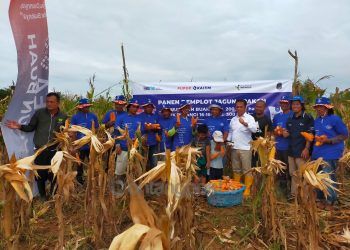 Gelar Demplot, Pupuk Kaltim Tingkatkan Produktivitas Jagung Pipil Nunukan