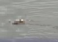 Video jenazah balita yang tenggelam di Sungai Mahakam diantar oleh buaya viral di medsos
