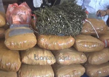 Penjaga Sekolah Ditangkap Gegara Simpan Ganja 36 Kilo di Perpustakaan