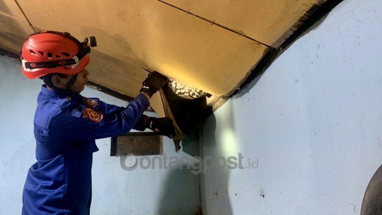 Ular piton hampir 5 meter dievakuasi Disdamkartan Bontang dari plafon rumah warga Loktuan