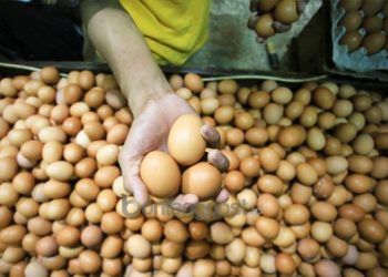 Keluarga Berisiko Stunting Bakal Dapat Bantuan Daging Ayam dan Telur