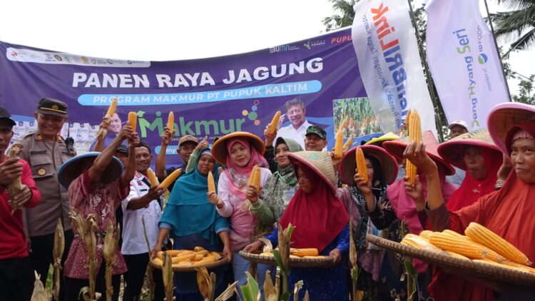 panen perdana jagung oleh Manajemen Pupuk kaltim bersama Bupati Banyumas Achmad Husein, di Desa Karangkemojing Kecamatan Gumelar Banyumas