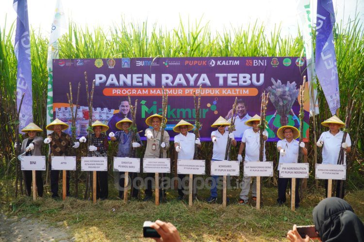 Pupuk Kaltim menggelar panen raya tebu di Sendangtirto, Berbah, Sleman