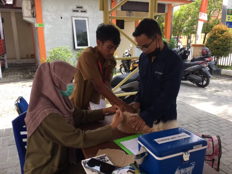 Vaksin hewan dilakukan di kelurahan, Puskeswan, bahkan hingga door to door (Lutfi Rahmatunnisa'/bontangpost.id)