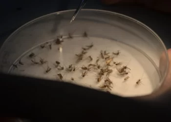 Tekan DBD, Ribuan Nyamuk Wolbachia Bakal Dilepas di Enam Kelurahan