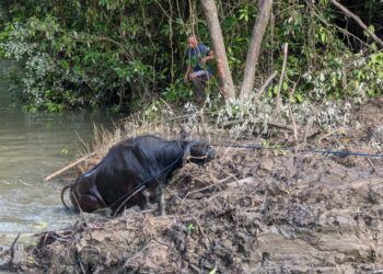 Kabur saat Turun dari Mobil, Butuh 4 Jam Evakuasi Sapi Nyasar di Pesisir Bontang Kuala