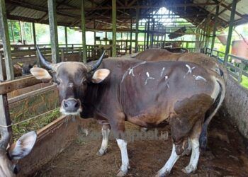 Bontang Sempat Zona Merah Gegara 29 Hewan Ternak Terpapar PMK