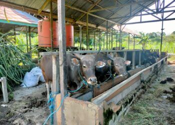 Stok Terbatas, Harga Sapi Kurban di Bontang Ikut Naik