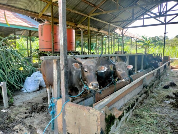 Sapi kurban di Bontang mengalami kenaikan harga sekira Rp 2 juta (Jelita/bontangpost.id)