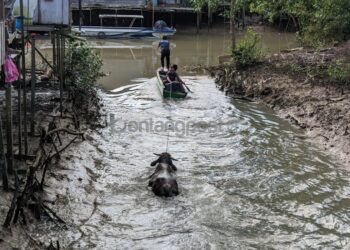 Sapi Kurban Nyasar ke Perairan Bontang Kuala, Dievakuasi Disdamkartan