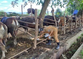 Sidak 52 Lapak Penjual, DKP3 Pastikan Hewan Kurban di Bontang Aman