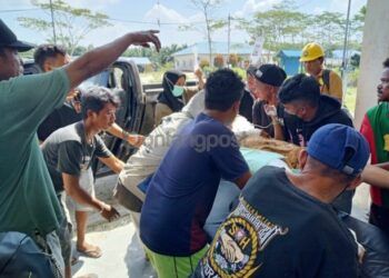 Satu Jam Digigit Buaya, Emak-emak Selamat dari Maut