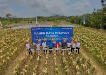 Demplot NPK Pelangi JOS Pupuk Kaltim, Produktivitas Jagung Bontang Naik 48 Persen