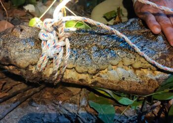 BKSDA Tangkap Buaya Betina di Sungai Guntung