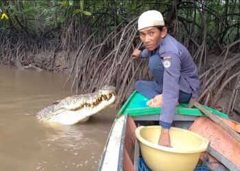 BKSDA Kaltim Bantah Beri Izin Ambo Beri Makan Buaya Riska