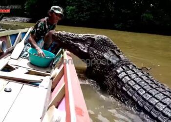 Ambo Klaim Buaya yang Terkam Warga Guntung Bukan Riska