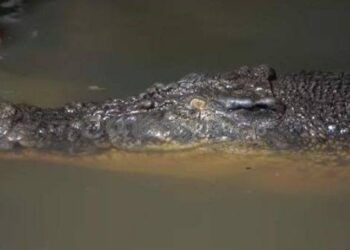 Dewan Usul Ada Penangkaran Buaya, Pemkot Sebut Terbentur Regulasi