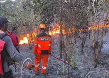 Kemarau Sebabkan 16 Hektare Lahan di Bontang Ludes Terbakar