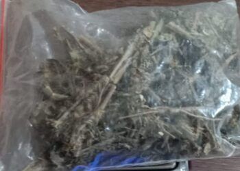 230 Gram Ganja Gagal Edar di Bontang, Kurir dan Pengedar Ditangkap Polisi