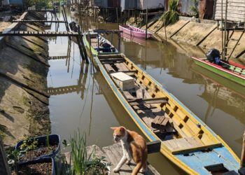 Relokasi Buaya Guntung Tunggu Keputusan Pemkot Bontang