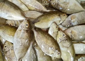 Mengenal Bawis, Ikan Langka yang Hanya Ada di Bontang