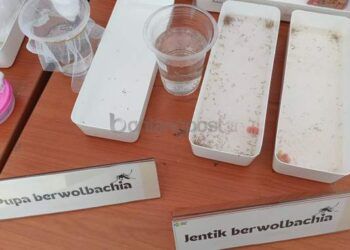 Lanjutan Pelepasan Telur Wolbachia untuk Lawan DBD, Bontang Barat dan Selatan Ditarget Januari