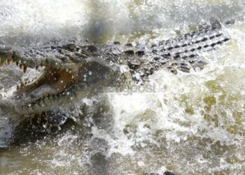 Buaya Kerap Muncul di Pemukiman, Faisal Sebut Disdamkarkan Perlu Dibekali Pelatihan hingga Alat Bius
