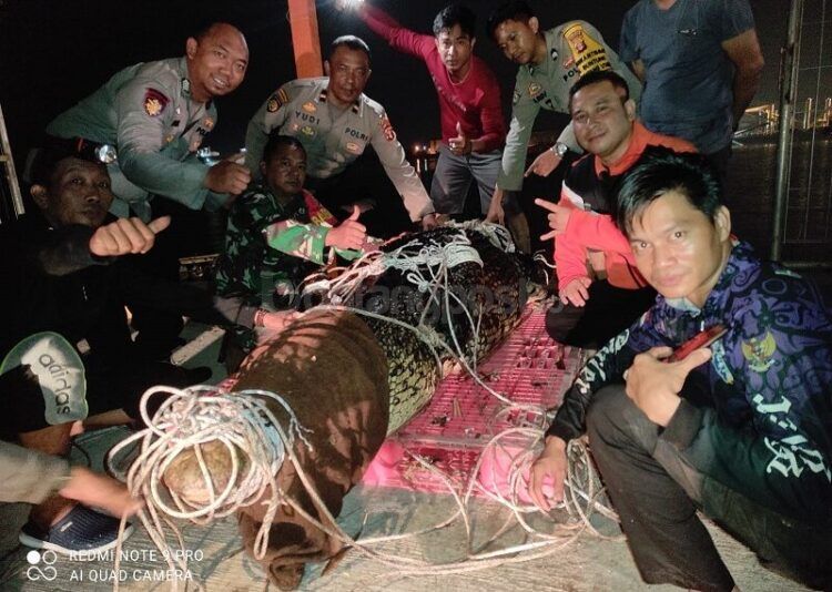 Buaya empat meter di Guntung dievakuasi BKSD Kaltim