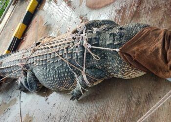 Sempat Pamit Lewat Mimpi, Ambo Benarkan Buaya Riska Diamankan