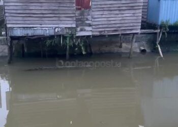 Dua Buaya Masuk Permukiman Kembali Hebohkan Warga Guntung