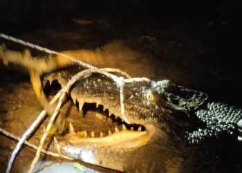 Buaya Keempat Berukuran 3 Meter di Guntung Direlokasi BKSDA