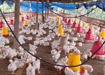Lokasi Peternakan Ayam Apderis Invest Masih Misteri