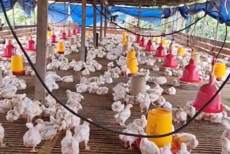 Peternakan ayam Apderis Invest yang diduga rugikan ratusan investornya (Instagram Apderis Invest)
