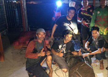 BKSDA Kembali Relokasi Buaya 4,5 Meter di Guntung