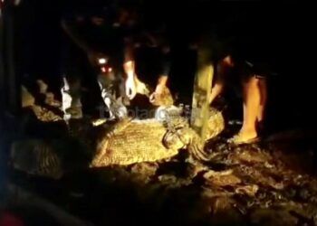 Sempat Mengamuk, Buaya 3 Meter di Loktuan Berhasil Dievakuasi