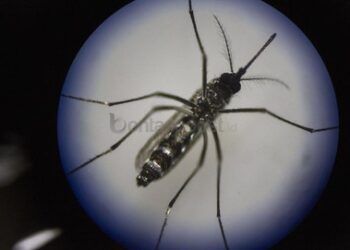 3.031 Ember Wolbachia Bakal Disebar