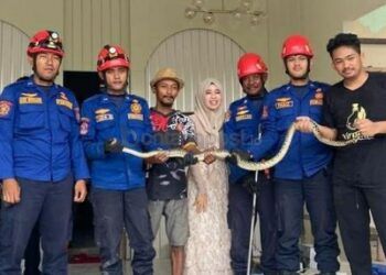 Sembunyi di Saluran Wastafel, Ular 1,5 Meter Diamankan Disdamkartan Bontang