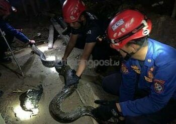 Ular Piton Dievakuasi Disdamkartan Gegara Mangsa Ayam Warga Berbas Pantai