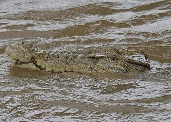 Pantai Paling Mematikan di Dunia, Dihuni 100 Ribu Buaya dan Ubur-Ubur