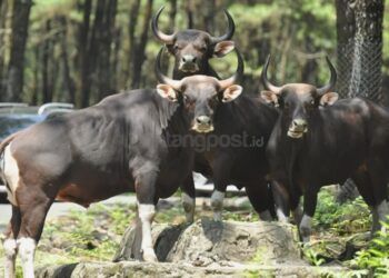 Inilah Perbedaan Sapi, Kerbau, dan Banteng Yang Paling Jelas