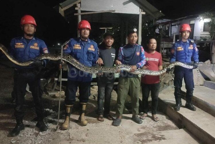 Ular sepanjang 3,5 meter dievakuasi Disdamkartan Bontang